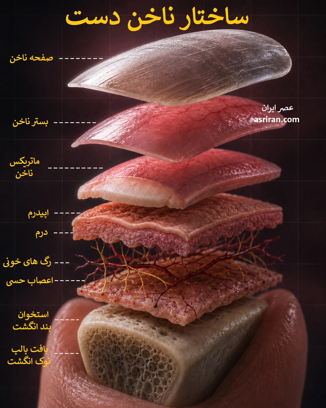 اینفوگرافیک ساختار ناخن دست اینفوگرافیک ساختار ناخن دست